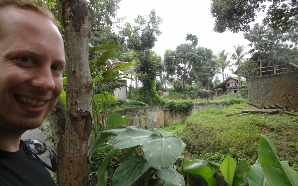 Elephants